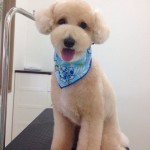 プードル　しょう君２６７